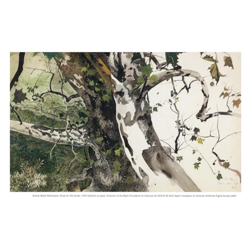 Buttonwood Tree 11" x 14" Matted Reproduction | Andrew Wyeth